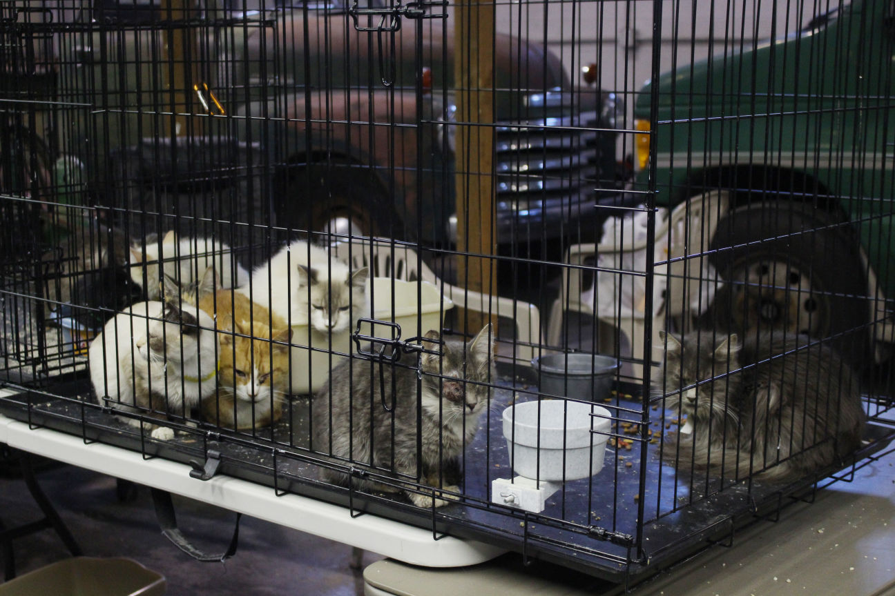 Cat hoarding